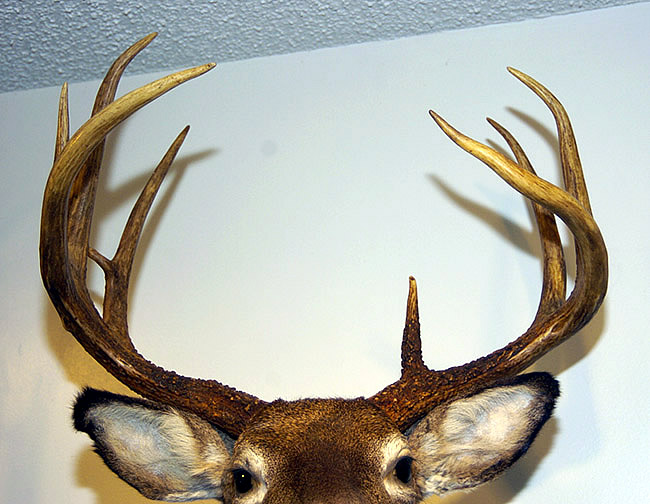 mounted deer head